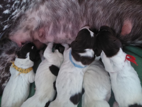 Prod�m �t��ata n�meck�ho kr�tkosrst�ho oha�e