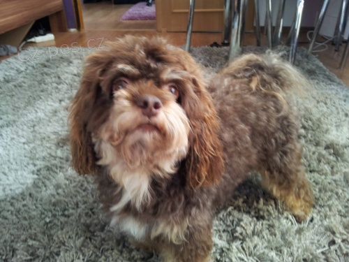 Kr�sn� pejsek s PP