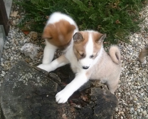 Prod�m �t�n� - psa ZSL