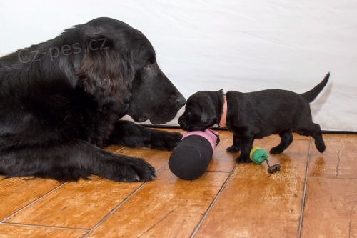 �t��ata flat coated retrievera