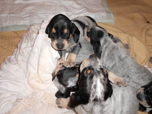 Prod�m �t�n� - mal� modr� gasko�sk� honi�