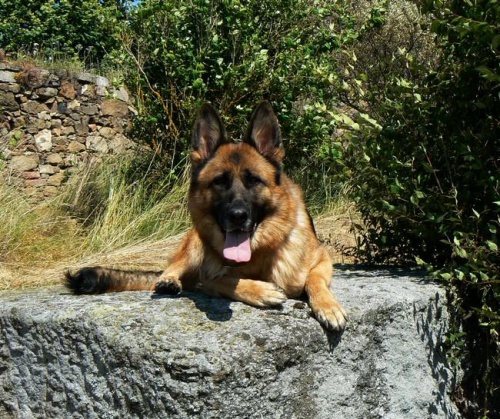 N�meck� ov��k - chovn� fena