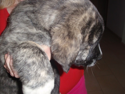 �an�lsk� mastin ODB�R IHNED