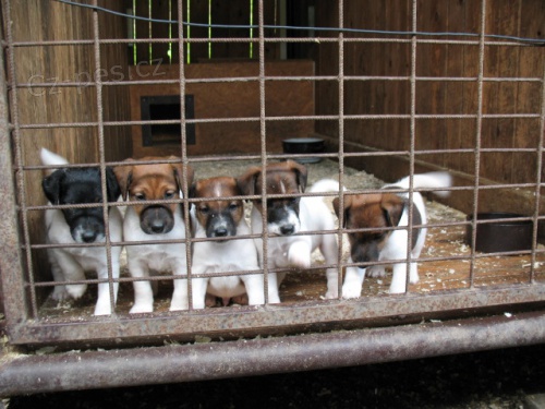 Foxterier hladkosrst�