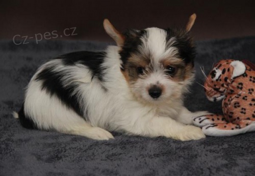 Jork��rsk� teri�r - Biewer