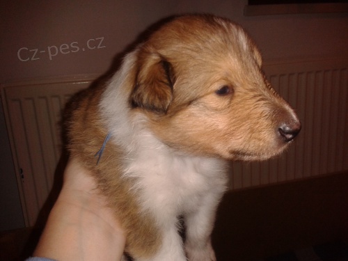 Prod�m �t���tka dlouhosrst� zlat� kolie s PP