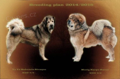 Tibetsk� doga �t��ata