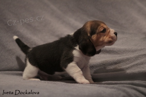 �t��ata b�gla