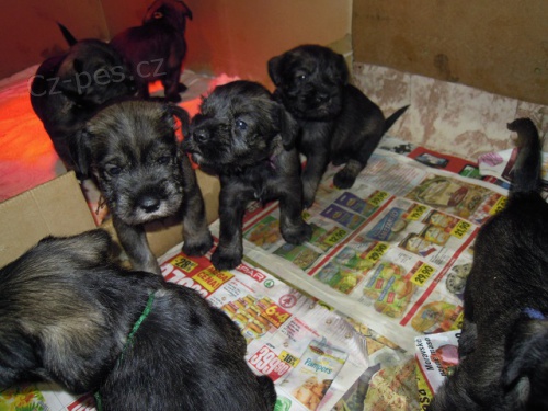 Prod�m kn�ra� st�edn� pep� a s�l