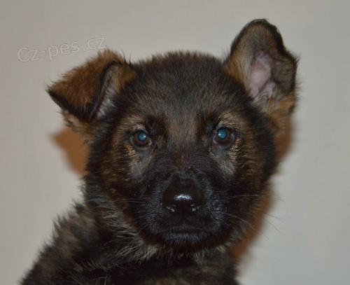 N�meck� ov��k