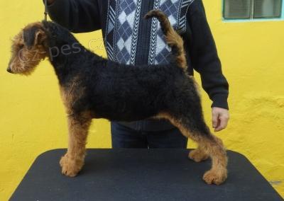 Erdelterier, �t��ata s PP