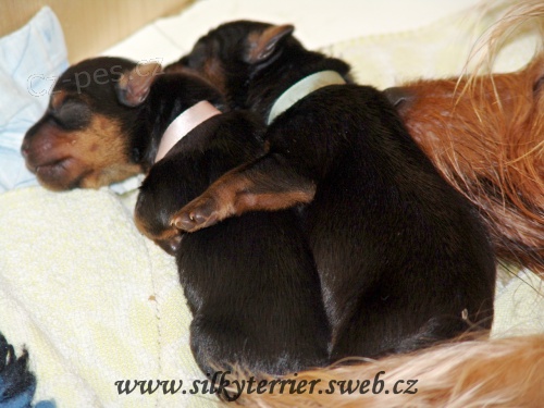 Australsk� silky teri�r - �t���tka