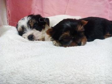 Jork��rsk� terier biewer i klasik