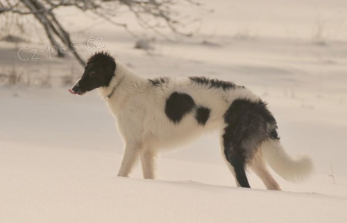 BARZOJ - RUSK� CHRT S PP