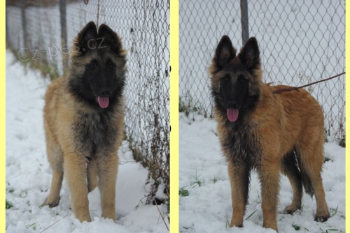 Belgick� ov��k Tervueren �t��ata s PP