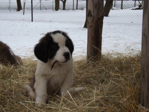 Prod�m pejsky Bernard�na s PP