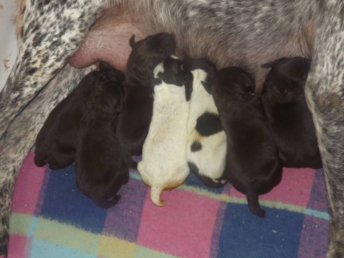 Prod�m �t��ata nko