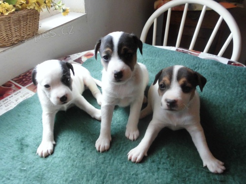 Parson Russell Terier