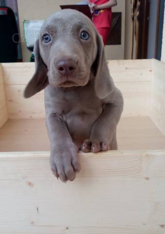 Fenka v�marsk�ho oha�e kr�tkosrst�ho s PP