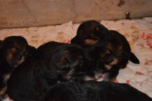 �t��ata N�meck�ho ov��ka s PP