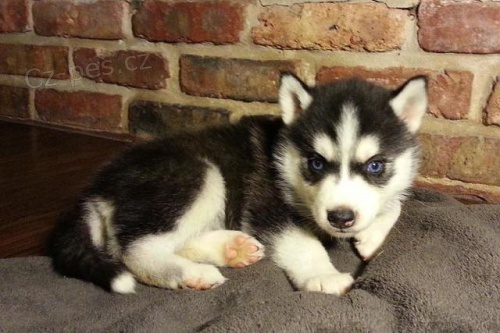  Modr� o�i Sibi�sk� husky �t��ata na nov�ch domovech