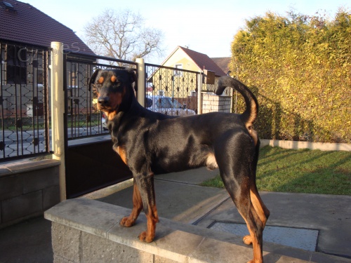 Nab�z�m psa ke kryt�