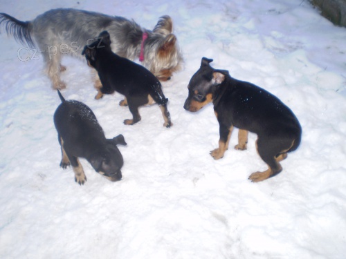 �t�n�tka Pra�sk�ho Krysa��ka