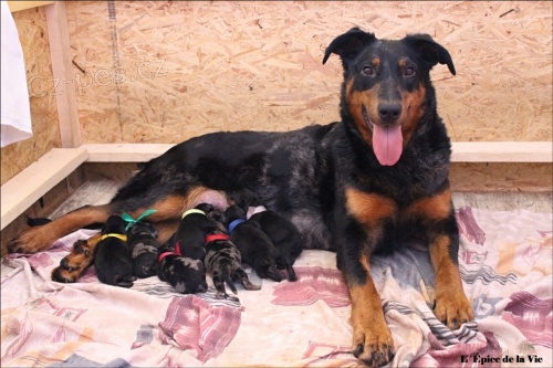 Beauceron - �t��ata odb�r b�ezen/duben 