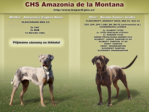 Louisiansk� leopard� pes s PP