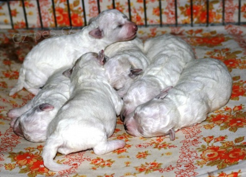 Bi�onek frise �t���tko s PP