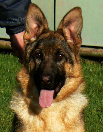 n�meck� ov��k - mlad� nad�jn� fenka