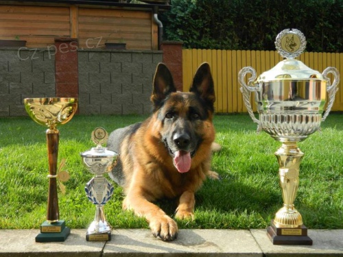 N�meck� ov��k s PP, �t���tka