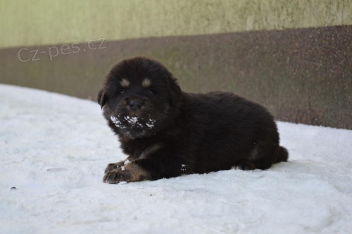 Tibetsk� doga �t���tka