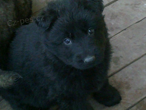 N�meck� ov��k - �t��ata s PP