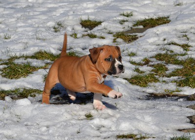 Americk� staford��rsk� teri�r s PP