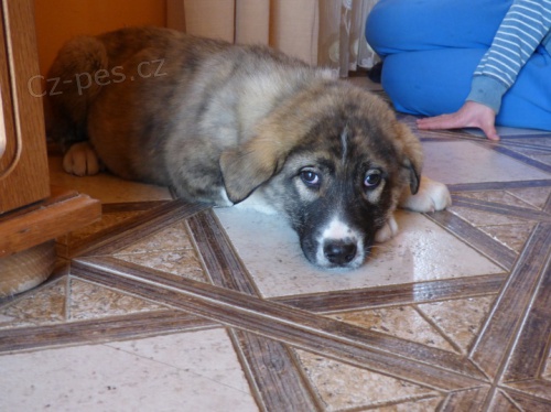 St�edoasij. past. pes-�t��ata.