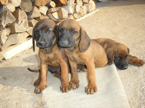 Bavorsk� barv�� 