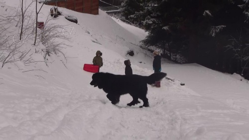 Prod�m novofoundlansk�ho psa