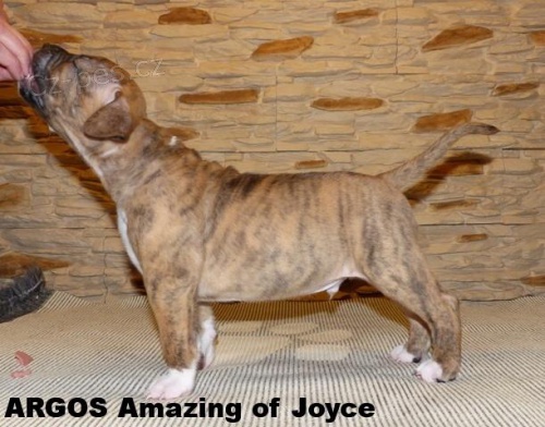 Americk� stafordirsk� teri�r