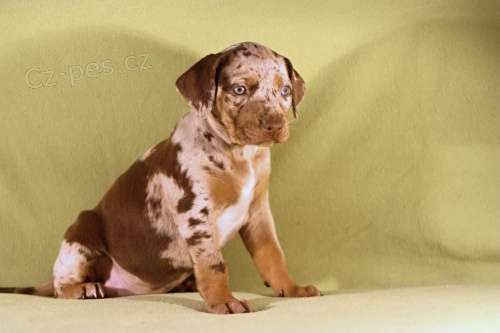 Luisiansk� leopard� pes