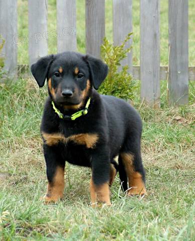 Beauceron �t���tka s PP