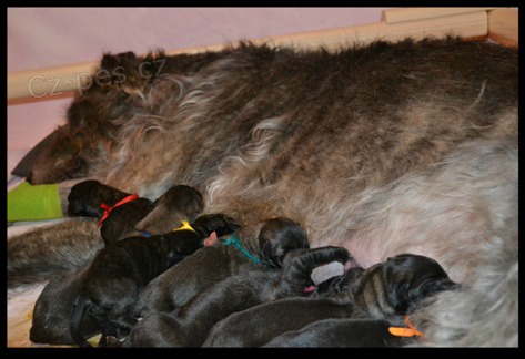 P�ij�m�me rezervace na na�e do�asn� mal� ob��ky