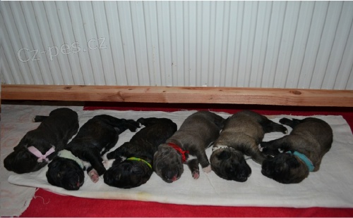 kavkazsk� pasteveck� pes - prodej �t��at