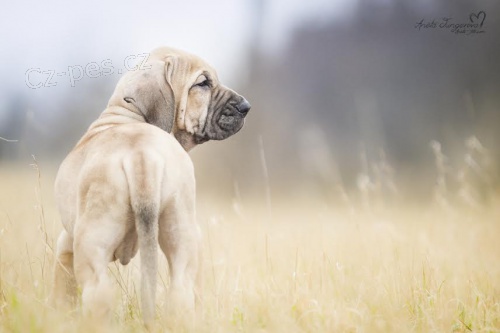 Brazilska fila posledny pejsek jiz k odberu