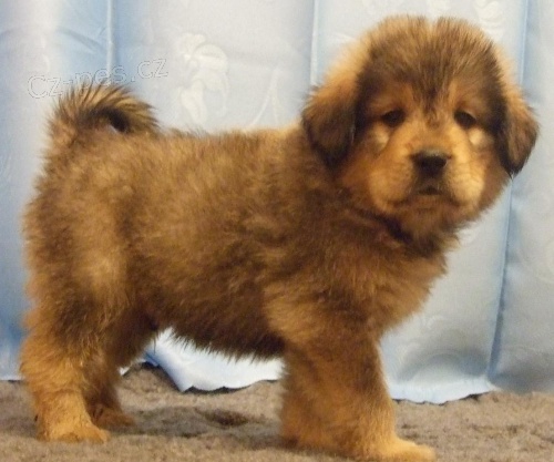 Tibetsk� doga �t��ata s PP k odb�ru