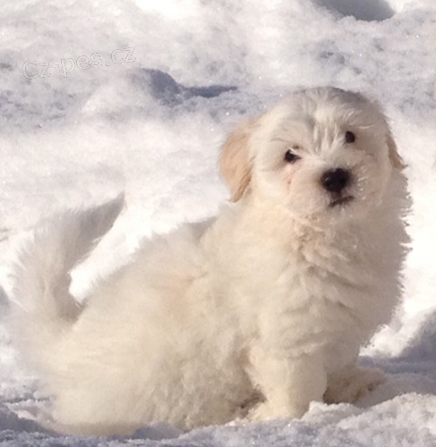 �t�n�tka Coton de Tule�r! 