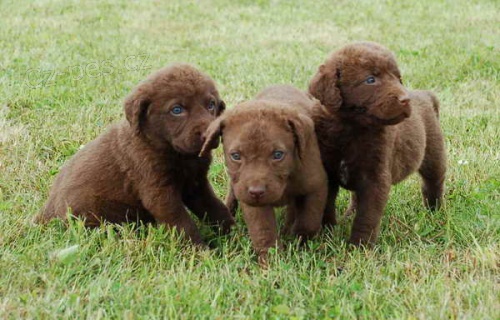 Chesapeake Bay retr�vr