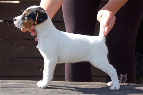 Parson Russell teri�r