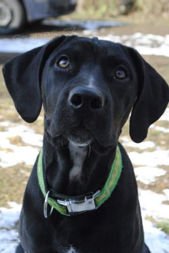 Leopard� fenka s PP