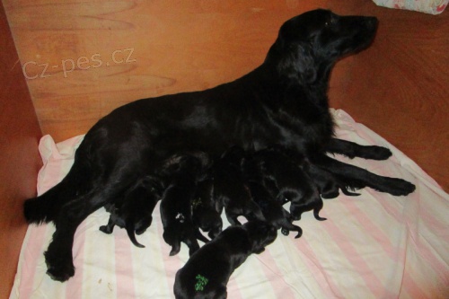 Flat coated retriever - �t���tka s PP